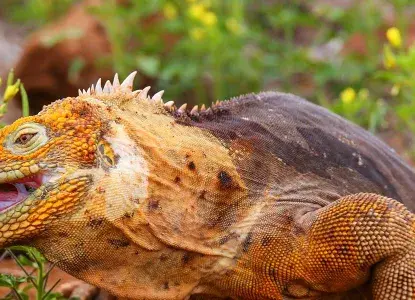 Galapagos_N-Seymour_Land-Iguana-hero.jpg Land Iguana in the Galapagos Islands )