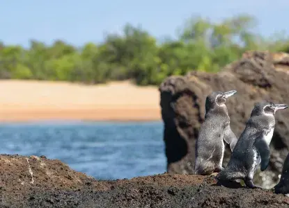 Santago-Island-Galapagos-Penguins-hero.jpg Galapagos Penguins on Santiago Island)