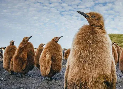 1A7559_DavidMerron.jpg group of downy brown King Penguin chicks at South Georgia)
