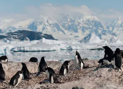 Antarctic-Peninsula-Banner-1.jpg Adelie Penguin colony on rocky foreground with snowy Antarctic mountains in background)