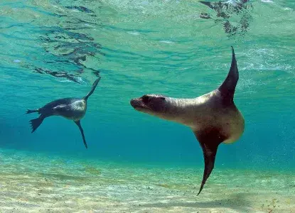 Galapagos-Sea-Lions-crystal-water-hero.jpg Galapagos-Sea-Lions-crystal-water-hero.jpg