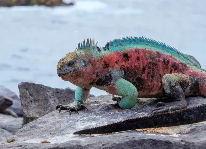 Galapagos_Espanola_Marine-Iguana-hero.jpg Galapagos_Espanola_Marine-Iguana-hero.jpg