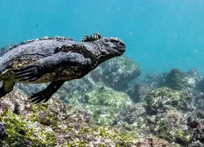 Galapagos_Marine-Iguana-hero.jpg Galapagos_Marine-Iguana-hero.jpg