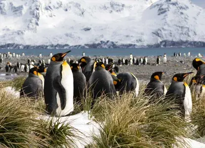 King-Penguin-colony_S-Georgia_grass-snow-hero.jpg King Penguin colony in snowy grass tussocks on South Georgia Island with big mountains in background)