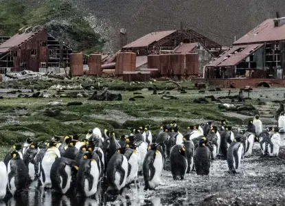 South-Georgia-Whaling-Station.jpg South-Georgia-Whaling-Station.jpg