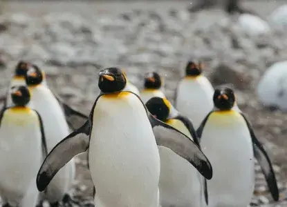 Spirit-of-Shackleton_Destinations-Header.jpg King Penguins in South Georgia)