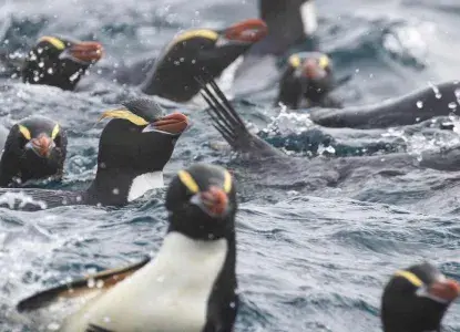 Subantarctic-Penguins-Banner.jpg crested penguins in the ocean)