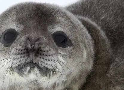 Weddell-Seal.jpg Weddell Seal Pup close up in Antarctica)