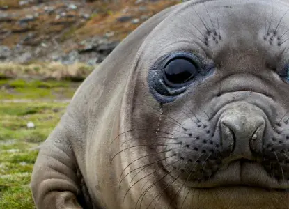 elephant-seal-2.jpg elephant-seal-2.jpg