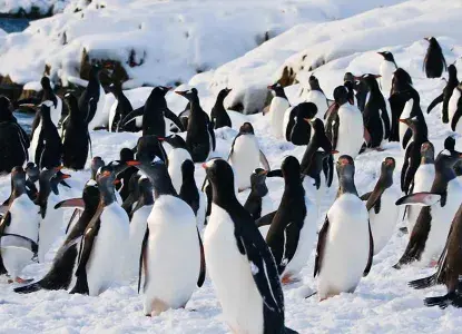 gentoo_Penguins.jpg Gentoo Penguins in Antarctica)