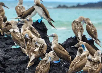 Galapagos_Blue-footed-Boobies-on-lava-rock-hero_0.jpg Galapagos_Blue-footed-Boobies-on-lava-rock-hero_0.jpg