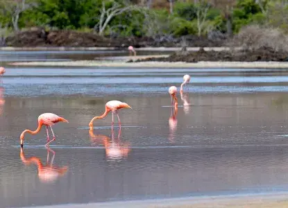 Galapagos_Flamingos-hero.jpg Galapagos_Flamingos-hero.jpg