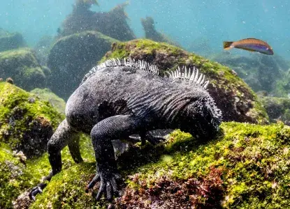 Galapagos_Marine-Iguana-underwater-feed-hero.jpg Galapagos_Marine-Iguana-underwater-feed-hero.jpg