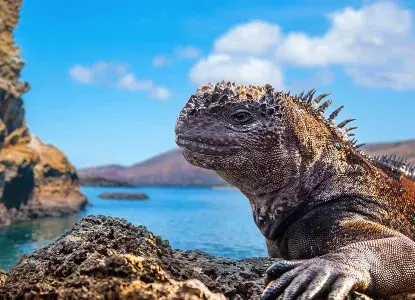 Wildlife of the Galapagos Wildlife of the Galapagos