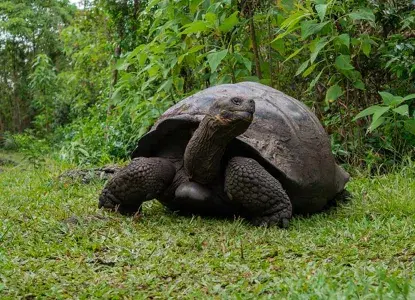 Galapagos_Giant-toroise-hero.jpg Giant Tortoise in the Galapagos Islands)