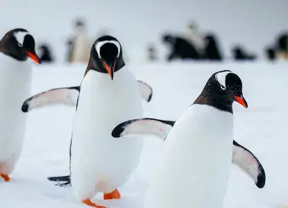 Antarctica Animals: Wildlife Guide to Antarctica Cruises Antarctica Animals: Wildlife Guide to Antarctica Cruises