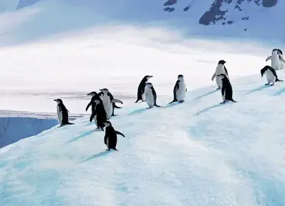 Chinstrap-penguins-on-ice.jpg Chinstrap Penguins on snowy slope in Antarctica)