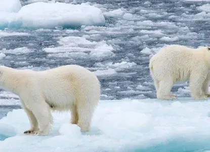 Polar-Bear-duo-hero.jpg Arctic landscape