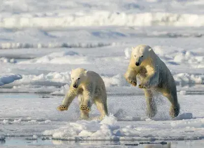 polar-bear-HERO.jpg Polar Bears)