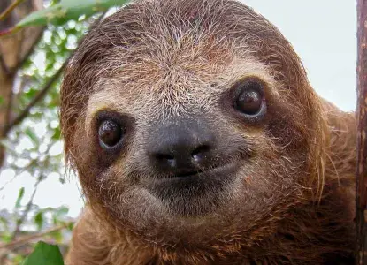 sloth-HERO.jpg Iguazu Falls