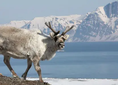 Reindeer_Svalbard-scenery-hero.jpg caribou in summer in Arctic Svalbard)