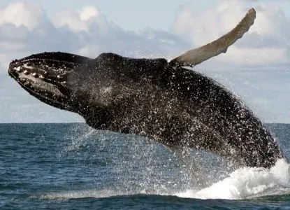 humpback1-HERO.jpg Humpback Whale)