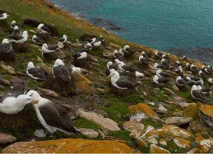 Black-browed-Albatross-colony_Saunders-Is_Falklands-hero.jpg Black-browed-Albatross-colony_Saunders-Is_Falklands-hero.jpg