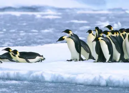 Emperor-Penguins-belly-sliding-Snow-Hill-hero.jpg Emperor Penguins in a line sliding on ice into water in at Snow Hill Antarctica)
