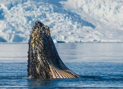 Humpback-Whale_vertical-surface_Antarctica-HERO.jpg Humpback Whale breaching waters in Antarctica )
