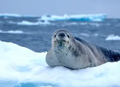 Leopard-Seal_Sheathbill-hero.jpg Penguins on iceberg