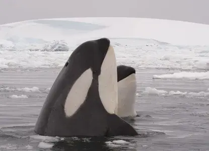 Orca-in-Ice_Antartica_hero.jpg Orca in ice Antarctica)