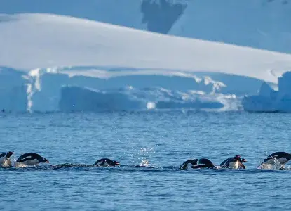 Porpoising_Penguins_Antarctica_Polar_Latitudes-header.jpg Porposing Penguins on Antarctic Cruise)