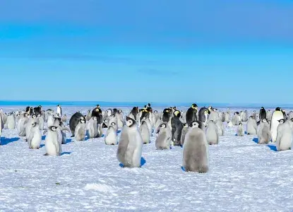 Ross-Sea_Emperor-Penguin-colony-with-chicks-hero_0.jpg Emperor Penguin colony with baby chicks in the Ross Sea, Antarctica )
