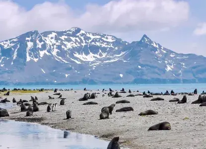 South-georgia-seals.jpg South-georgia-seals.jpg