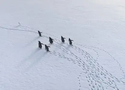 gentoo-penguin-hero.jpg Gentoo penguins)