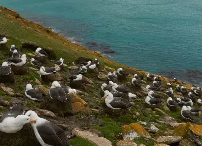 Black-browed-Albatross-colony_Saunders-Is_Falklands--hero.jpg Black-browed Albatross colony nesting on cliff on Saunders Island in Falkland Islands)