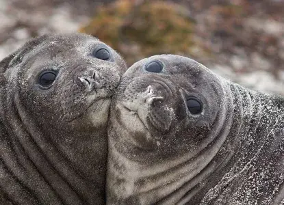 Elephant-seals-pups-hero.jpg Two elephant seal pups in South Georgia)