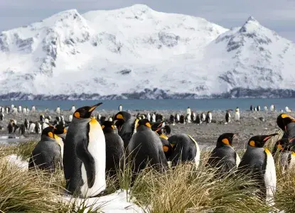 South-Georgia-Island-with-King-Penguins-hero.jpg South-Georgia-Island-with-King-Penguins-hero.jpg