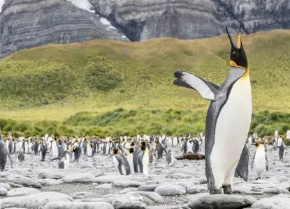 South-georgia-proud-penguin.jpg Penguins in South Georgia, Antarctica)