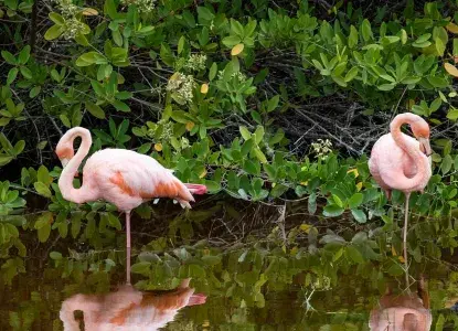 flamingo-galapagos-hero.jpg Two Galapagos flamingos in the water)