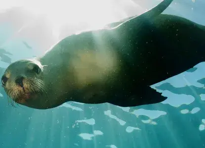 galapagos-seal-hero_0.jpg Seal coming to you underwater)