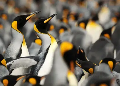 king-penguin-hero.jpg King Penguins in South Georgia )