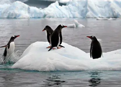 Gentoo-Penguins-on-ice-hero.jpg Group of Gentoo Penguins hopping onto small ice sheet in Antarctica)