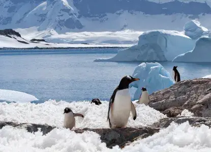Penguins-enjoying-themselves.jpg Small group of Gentoo penguins on snowy ground with Antarctic scenery behind them)