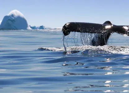 Whale-tale-in-Antarctica.jpg Whale tail up close with icebergs in the background in Antarctica)