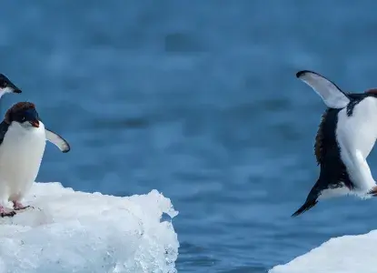 adelie-penguin-hero.jpg Penguins on iceberg