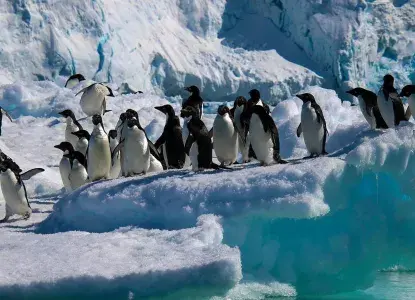 penguins-hero_1.jpg Penguins on ice in Antarctica)