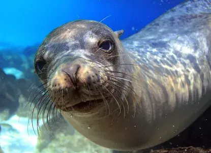 Galapagos%20hero8_7.jpg Close up of Galapagos Islands seal swimming in blue water)