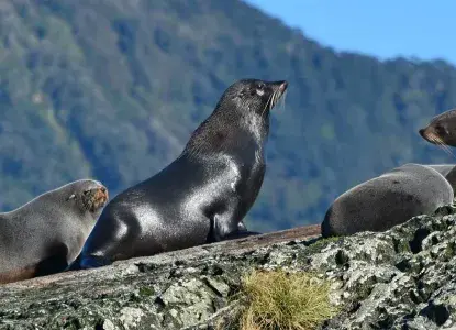NZ-Fur-Seal-colony-on-rocks_Doubtful-Sound-hero.jpg NZ-Fur-Seal-colony-on-rocks_Doubtful-Sound-hero.jpg