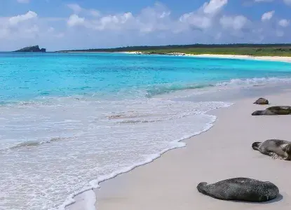 Espanola-beach-sealions.jpg Sea lions lounging on the beach)